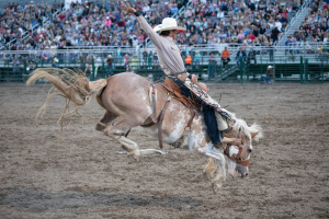 rider at rodeo